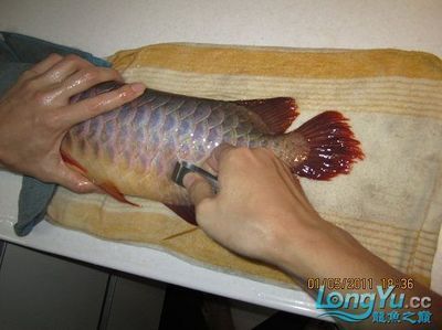 龍魚什么時間喂食最好：幼年龍魚喂食時間根據(jù)其成長階段和具體情況來決定 龍魚百科 第4張