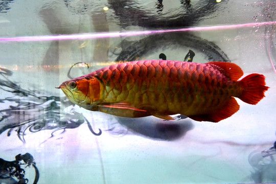 金龍魚紅龍魚銀龍魚哪個(gè)最有靈性：金龍魚、紅龍魚和銀龍魚各自都具有不同的特點(diǎn)和靈性 紅龍魚百科 第2張