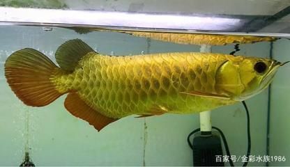 威海neo魚缸：威海neo魚缸品牌用戶評價威海neo魚缸品牌用戶評價 魚缸百科 第3張