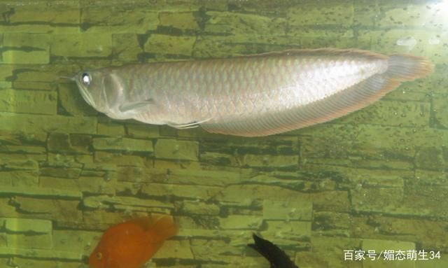 紅龍魚銀龍魚混養(yǎng)：紅龍魚和銀龍魚混養(yǎng)需要注意什么，紅龍魚銀龍魚混養(yǎng)環(huán)境要求 紅龍魚百科 第4張