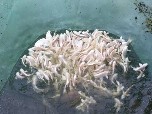 金龍魚誰控制食量：關(guān)于金龍魚的食量控制