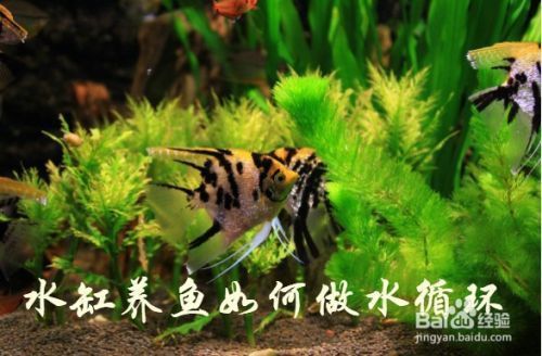 如何保持魚缸水的流動性：保持魚缸水的流動性 魚缸百科 第4張