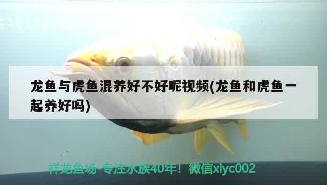 龍魚與虎魚混養(yǎng)好不好：探討龍魚與虎魚混養(yǎng)的問題時，龍魚虎魚混養(yǎng)空間要求 龍魚百科 第2張