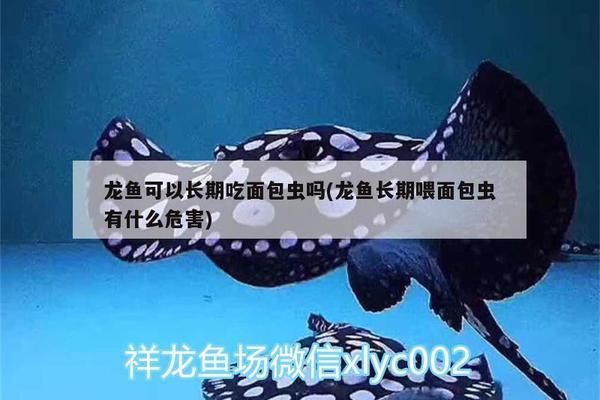 龍魚長(zhǎng)期吃面包蟲行嗎：如何判斷龍魚營(yíng)養(yǎng)是否均衡 龍魚百科 第1張