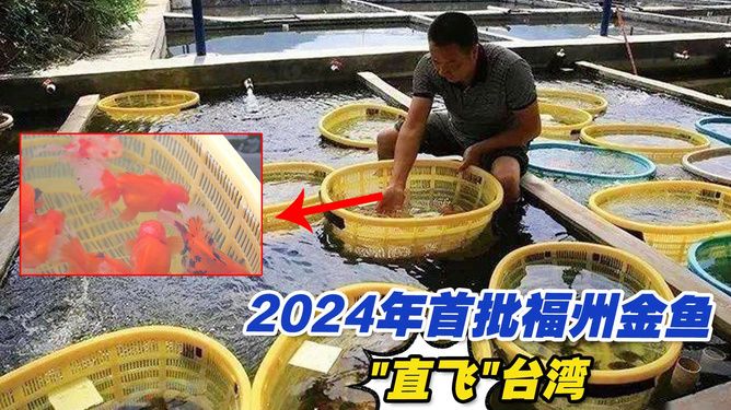 龍魚出口臺灣的時間表圖片大全：龍魚出口臺灣時間表 龍魚百科 第1張