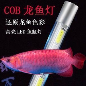 紅龍魚發(fā)色燈和增色燈的區(qū)別：紅龍魚發(fā)色與增色燈的使用技巧 紅龍魚百科 第1張