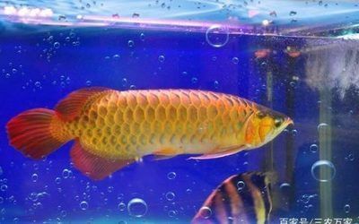 紅龍魚最高價7000萬：紅龍魚市場價值飆升至7000萬 紅龍魚百科 第3張