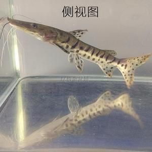 金龍魚身上有金子嗎：金龍魚真的有金子嗎？ 水族問(wèn)答