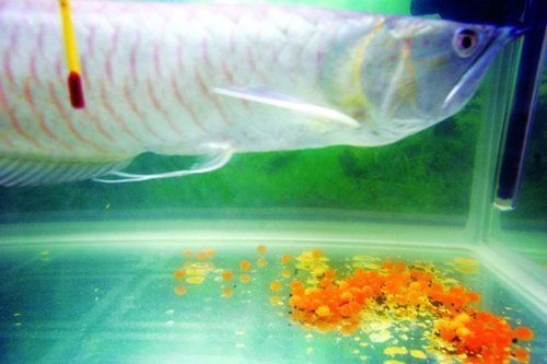 龍魚怎么孵化小魚：龍魚孵化小魚的過程 龍魚百科 第4張