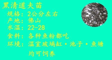 金龍魚什么背景最好看：金龍魚的什么顏色背景最好看？ 水族問(wèn)答 第2張