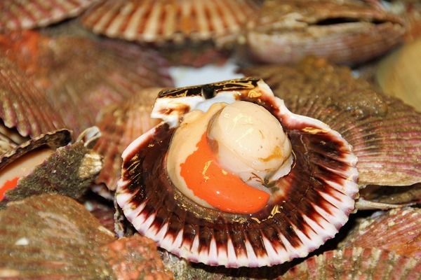 金龍魚什么地方產(chǎn)的：金龍魚在中國文化中象征著什么， 水族問答 第1張