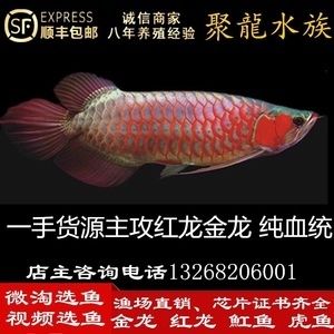 麒麟紅龍魚鳳凰紅龍魚赤血紅龍魚：鳳凰紅龍魚與麒麟?yún)^(qū)別，紅龍魚日常護(hù)理要點(diǎn) 紅龍魚百科 第2張