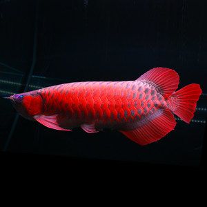 批發(fā)紅龍魚：關(guān)于紅龍魚批發(fā)的詳細(xì)信息