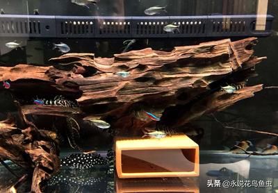 藍鉆魚缸從哪買：寵物店魚缸配套服務(wù)介紹水族館藍鉆魚缸展示效果 魚缸百科 第2張