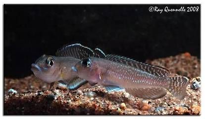 藍鉆魚缸從哪買：寵物店魚缸配套服務(wù)介紹水族館藍鉆魚缸展示效果 魚缸百科 第1張