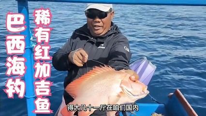 金龍魚(yú)什么時(shí)間喂食合適：金龍魚(yú)的喂食時(shí)間建議 水族問(wèn)答 第1張