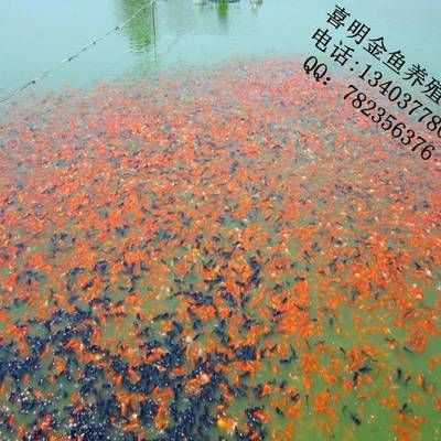 紅龍魚苗換水操作要點：紅龍魚換水操作要點 龍魚百科 第3張