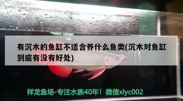 如何判斷沉木是否適合特定魚(yú)類：如何判斷沉木是否適合特定魚(yú)類養(yǎng)殖環(huán)境需要考慮多個(gè)因素