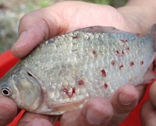 龍魚鱗片變紅：龍魚鱗片變紅可能由多種因素引起， 紅龍魚百科 第2張