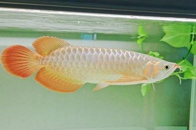 紅龍魚25度水溫能活嗎：紅龍魚25度水溫下的存活狀況 紅龍魚百科 第4張