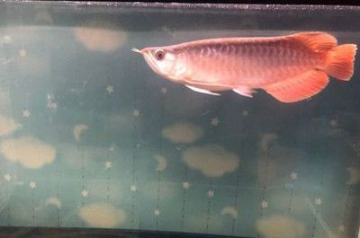 紅龍魚25度水溫能活嗎：紅龍魚25度水溫下的存活狀況 紅龍魚百科 第2張