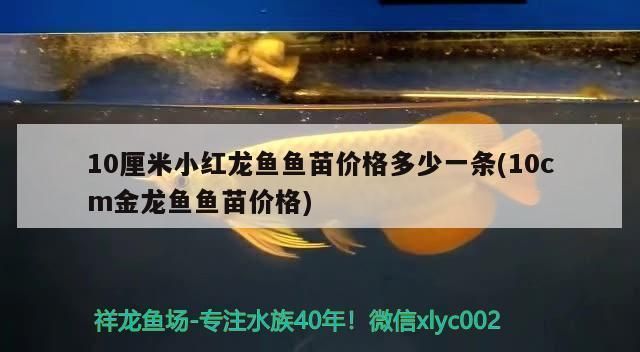 小紅龍魚價格多少一條：印尼小紅龍魚市場價格波動原因如何辨別高品質(zhì)小紅龍魚