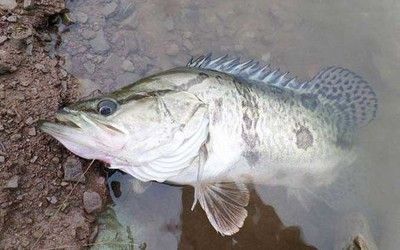 金龍魚生產(chǎn)廠家有哪些：益海嘉里金龍魚食品集團股份有限公司旗下的知名食用油品牌 水族問答