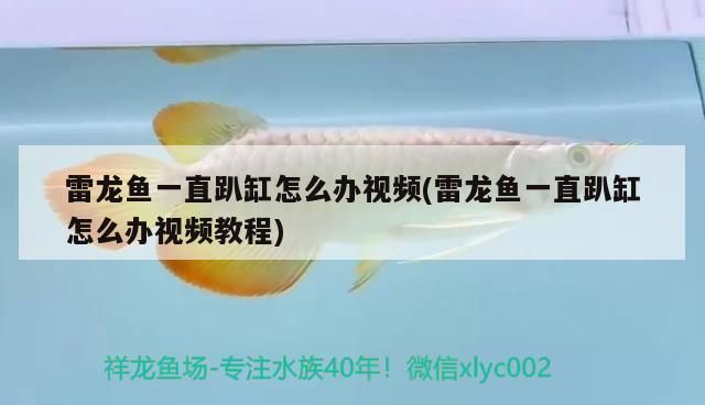 申古銀版魚適宜的活餌種類：申古銀版魚幼魚活餌選擇 龍魚百科 第1張