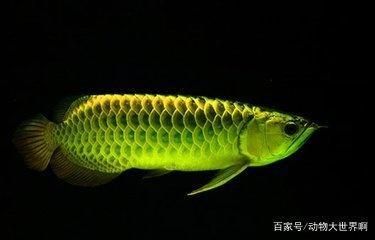 養(yǎng)龍魚水ph值多少為正常：養(yǎng)龍魚水的ph值應該在6.5之間更換水質