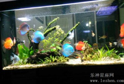 魚缸擺放如何影響家居氣場(chǎng)？：如何正確布置家中的魚缸 魚缸百科 第3張