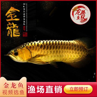 龍魚是什么魚？：龍魚在風水中的作用是什么龍魚在風水中的作用是什么 龍魚百科 第4張