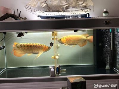 龍魚(yú)變紅的最好方法圖片：紅龍魚(yú)如何發(fā)色 紅龍魚(yú)百科 第4張