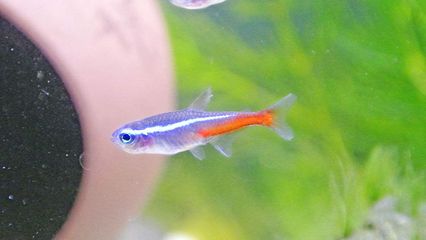 魚(yú)缸加熱棒哪個(gè)牌子比較好：如何選擇魚(yú)缸加熱棒