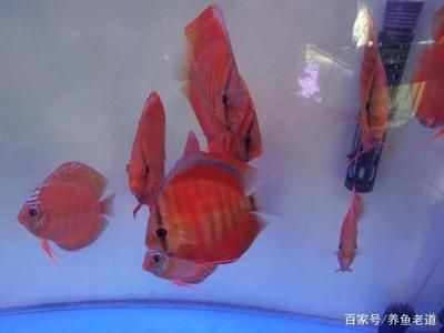 亞克力魚缸缺點(diǎn)：亞克力魚缸具有許多優(yōu)點(diǎn)但潛在的缺點(diǎn)也不容忽視