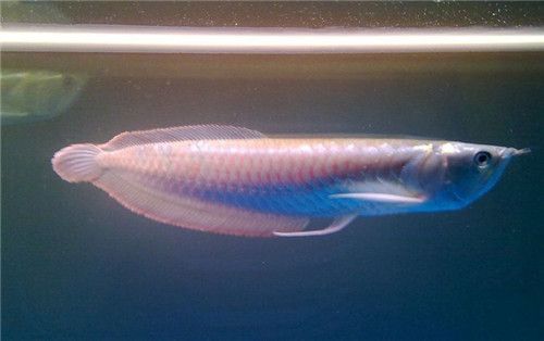 銀龍魚(yú)水溫調(diào)控方法：銀龍魚(yú)適宜水溫范圍 龍魚(yú)百科 第1張