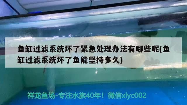 魚缸過濾系統(tǒng)不工作了：魚缸過濾系統(tǒng)不工作怎么辦 魚缸百科 第5張