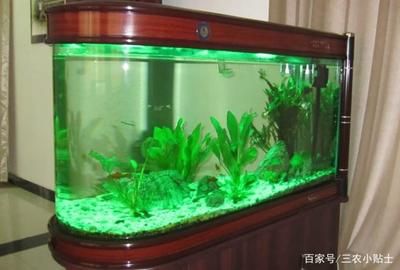 魚缸里可以種植什么植物：幾種適合在魚缸中種植的植物 魚缸百科 第2張