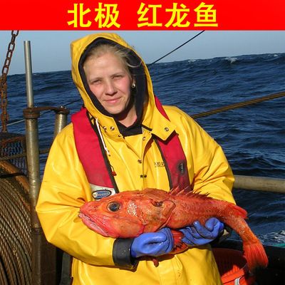 深海紅龍魚多少錢一斤：如何辨別深海紅龍魚 紅龍魚百科 第2張