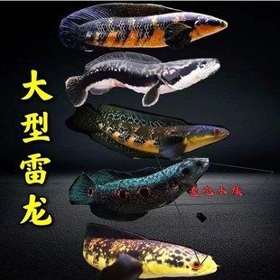 龍魚和雷龍魚的區(qū)別在哪里：龍魚與雷龍魚混養(yǎng)指南，觀賞魚入門選擇建議 龍魚百科 第4張