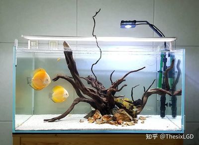 魚缸品牌知乎推薦：閩江水族魚缸品牌介紹