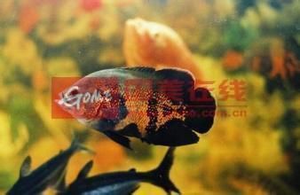 金龍魚市場(chǎng)分析圖：金龍魚市場(chǎng)分析圖是一個(gè)可視化的工具來(lái)研究特定產(chǎn)品或服務(wù)市場(chǎng)狀況 水族問(wèn)答 第2張