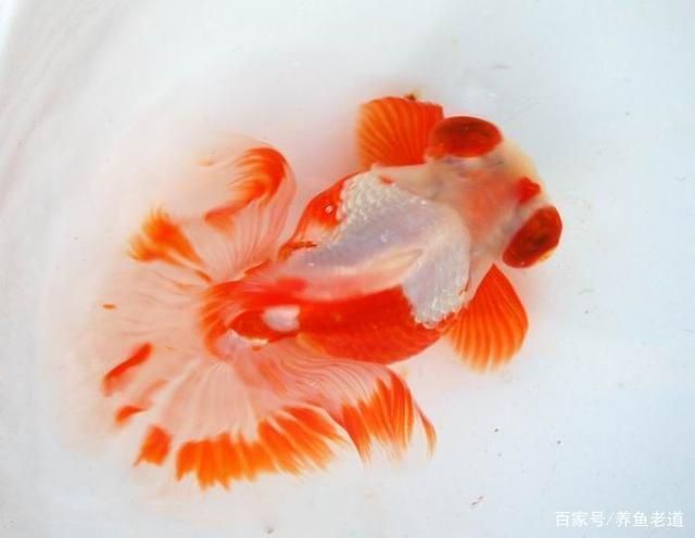 陶瓷魚缸養(yǎng)魚視頻：關(guān)于陶瓷魚缸養(yǎng)魚的視頻 魚缸百科 第5張