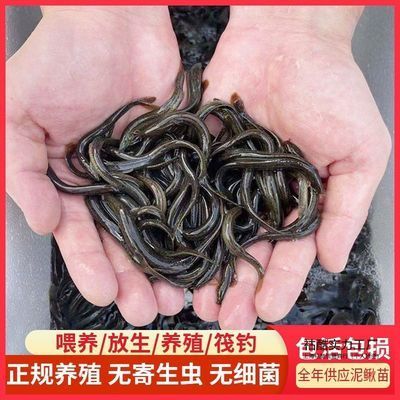 龍魚 巨骨舌魚：龍魚寄生蟲怎么治 龍魚百科 第8張