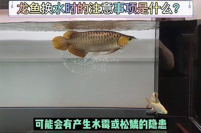 單養(yǎng)龍魚多久換水：養(yǎng)龍魚的換水頻率