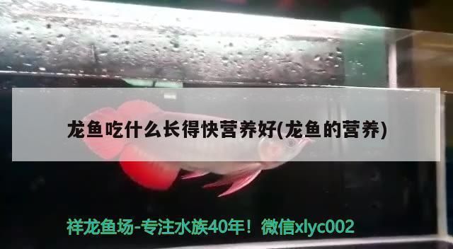 龍魚多少錢一條：龍魚價格怎么樣 龍魚百科 第7張