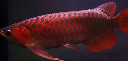 龍魚的飼養(yǎng)溫度：龍魚的飼養(yǎng)方法 龍魚百科 第2張