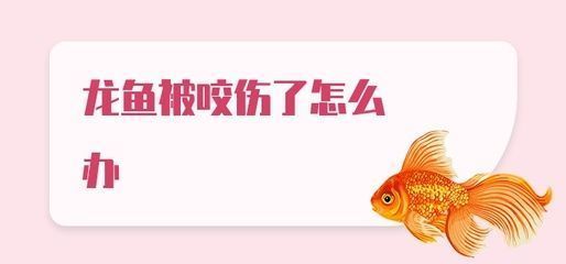 被龍魚咬一口：被龍魚咬傷并出血了怎么辦