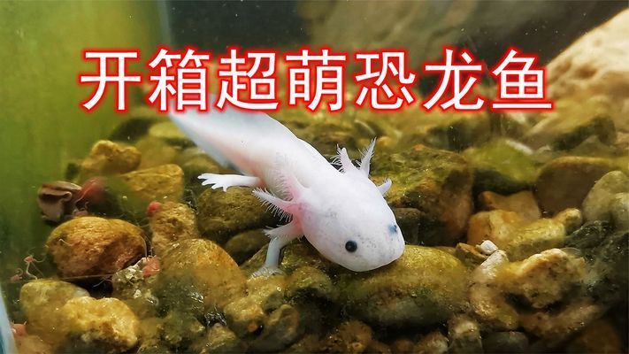 六角恐龍魚尾巴爛了怎么辦：六角恐龍魚尾巴斷了之后是否能夠重新生長