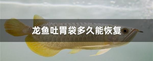 龍魚的種類及價(jià)格：龍魚吃東西少怎么辦 龍魚百科 第6張