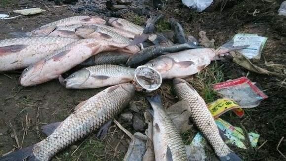 龍魚(yú)缸最佳尺寸：選擇龍魚(yú)缸的最佳尺寸 龍魚(yú)百科 第2張